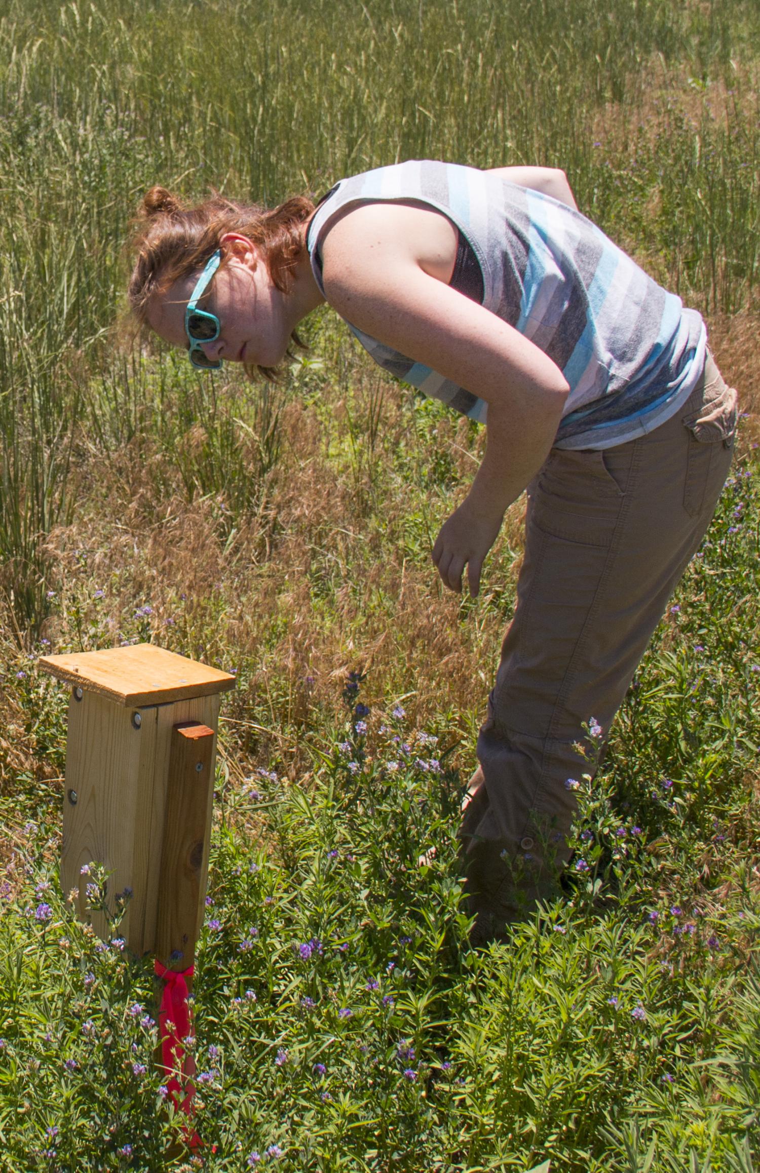 Morphew examines an artificial beehive.