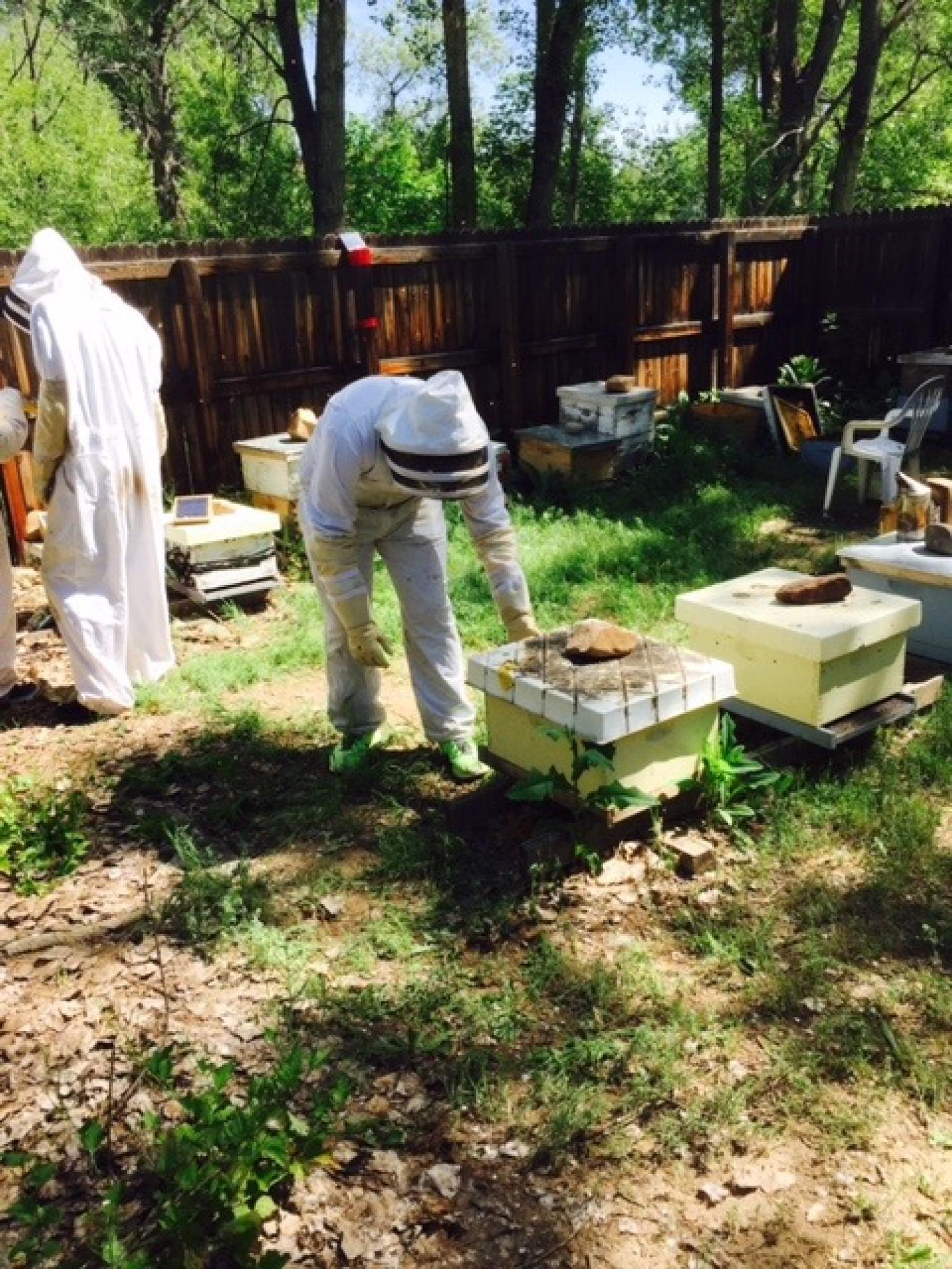 John examining bee hives using protective gear