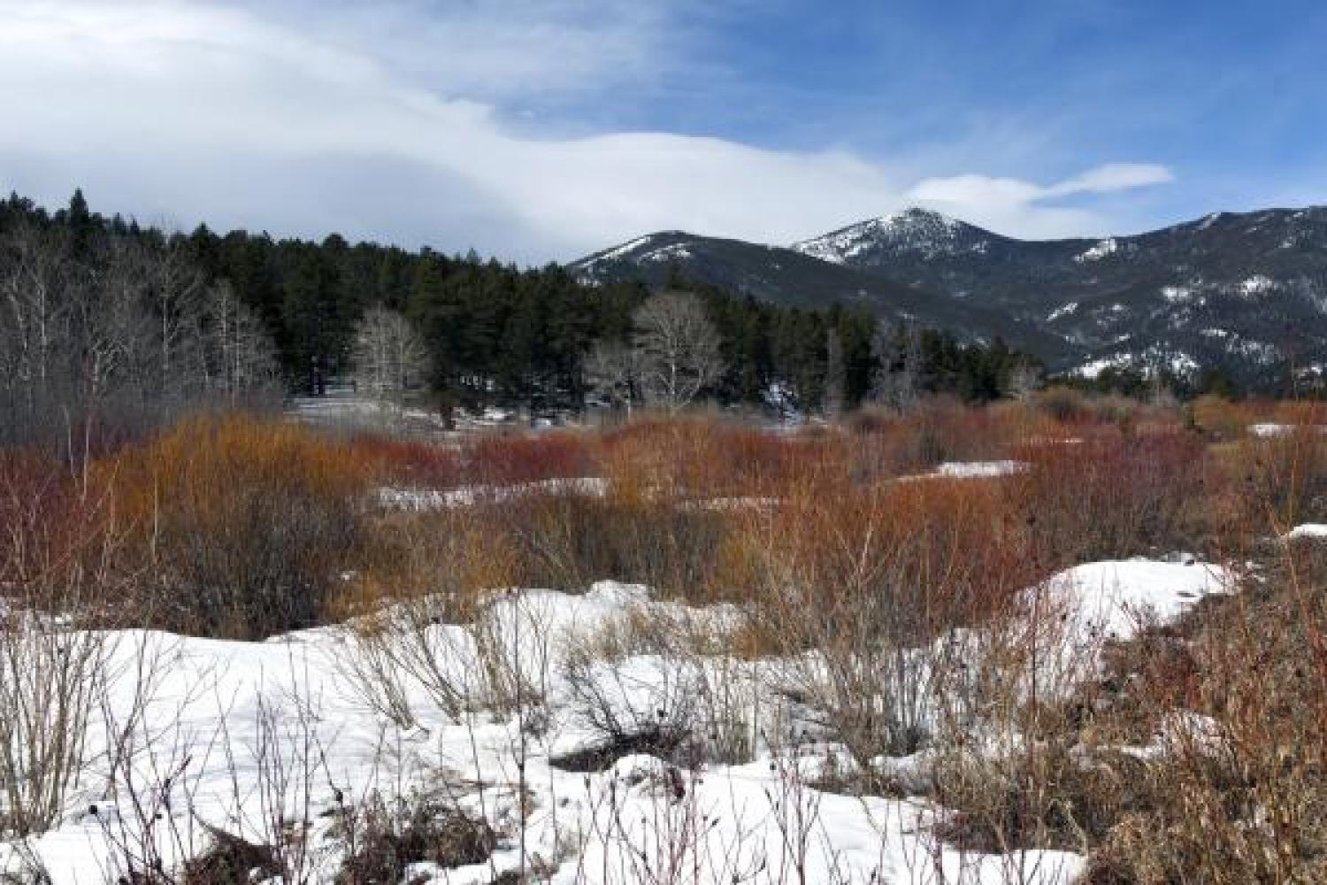 Ruddy willows in a snow field welcome the oncoming spring.