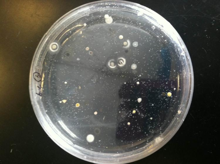 Oligotrophic bacteria in a petrie dish
