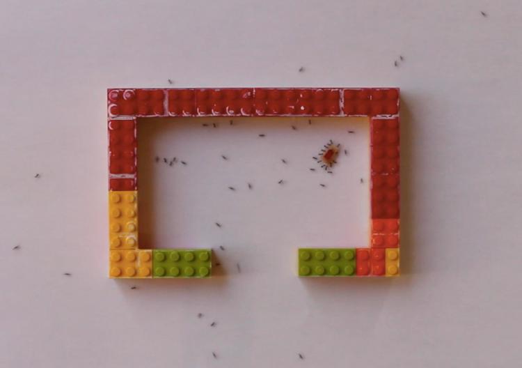 Longhorn Crazy Ants carry a morsel of food around a horseshoe-shaped Lego obstacle.