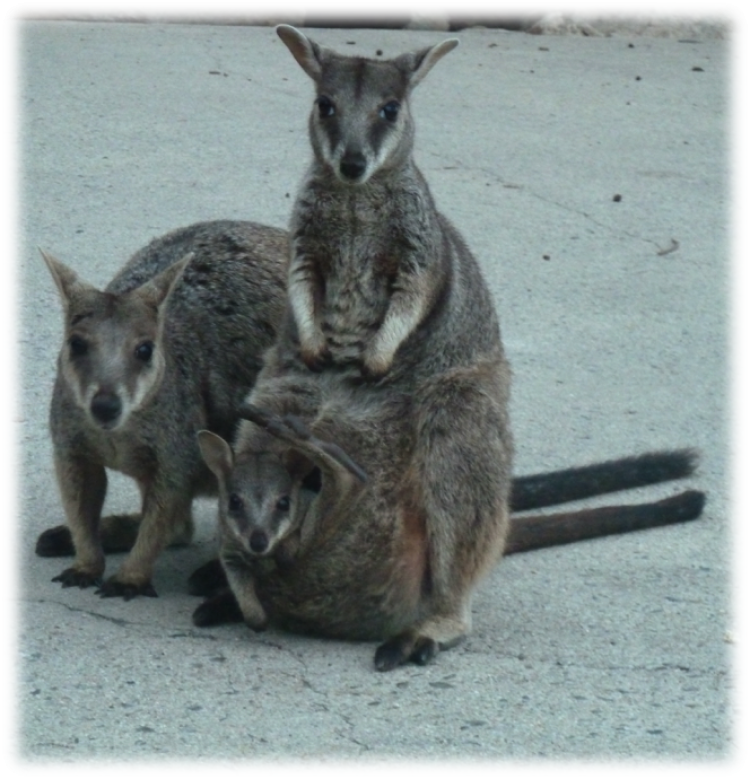 A group of wallabies posing for the camera.