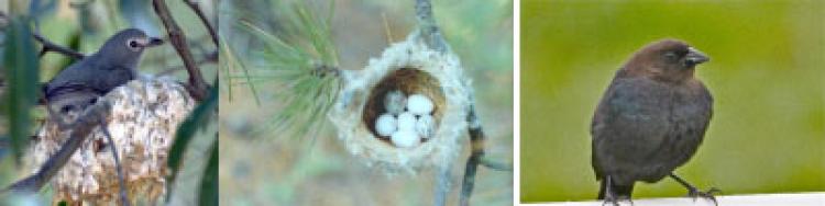 Plumbeous Vireo nest parasitized by Brown-headed Cowbird (spotted eggs).