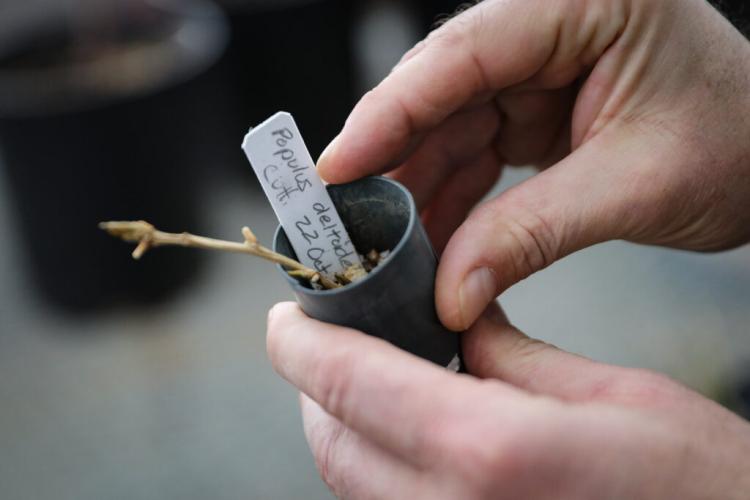 John B. Clark, greenhouse director at CU Boulder’s ecology and evolutionary biology department, with cuttings from the “Old Main Cottonwood” that will be nurtured until large enough to be planted on campus. The tree has been taken down after 140 years.
