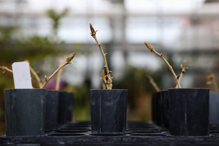 Cuttings from the “Old Main Cottonwood” that will be nurtured until large enough to be planted on campus. The tree has been taken down after 140 years