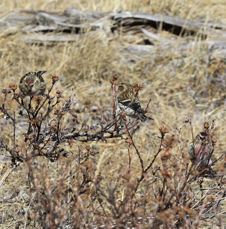 Thumbnail: The redpoll species previously recognized as Hoary (left), Common (center) and Lesser (right) are a single species (Drawings by Liz Clayton-Fuller). Above: A photograph of three Redpolls taken 10 years ago.