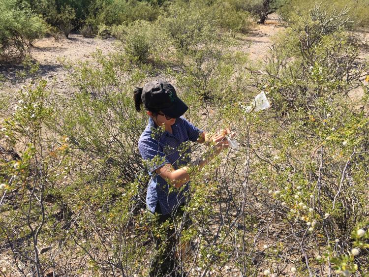 Julienne Ng sampling a plant