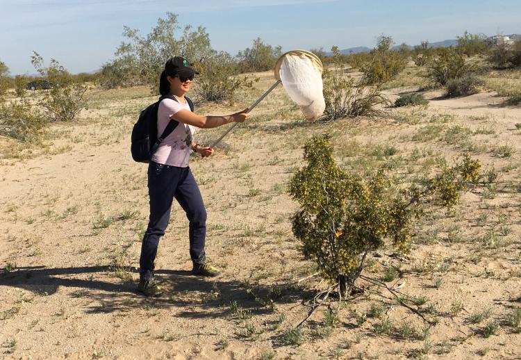 Julienne Ng netting a native bee for examination