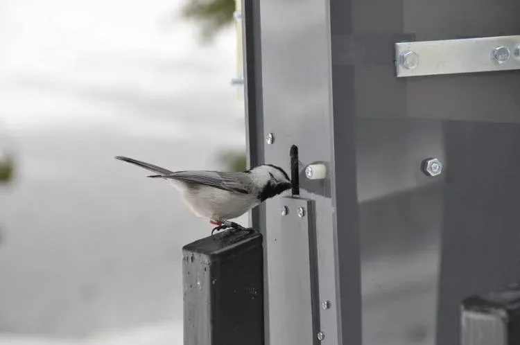 Above: A Mountain Chickadee retrieves a seed from the smart feeders (Vladimir Pravosudov).