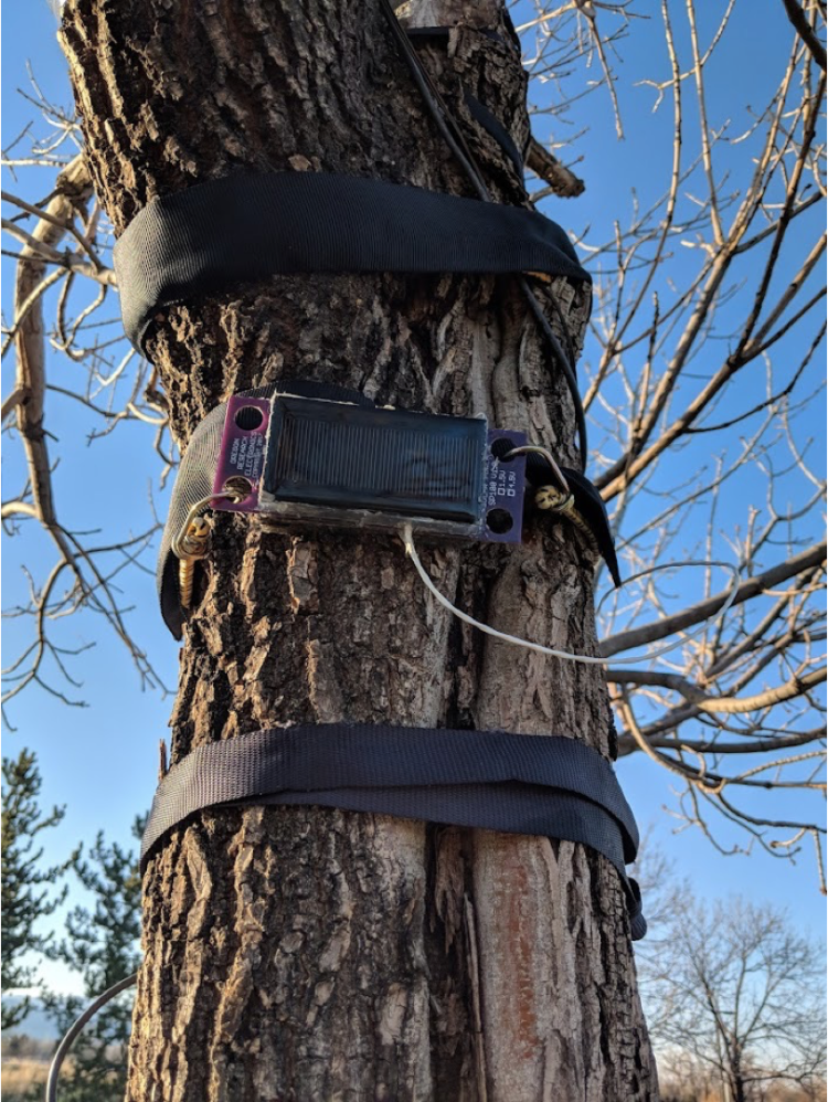 AN ACCELEROMETER STRAPPED TO A TREE ON CU BOULDER’S EAST CAMPUS. PHOTO: DEIDRE JAEGER/CIRES