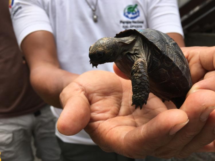 A student holds a turtle.