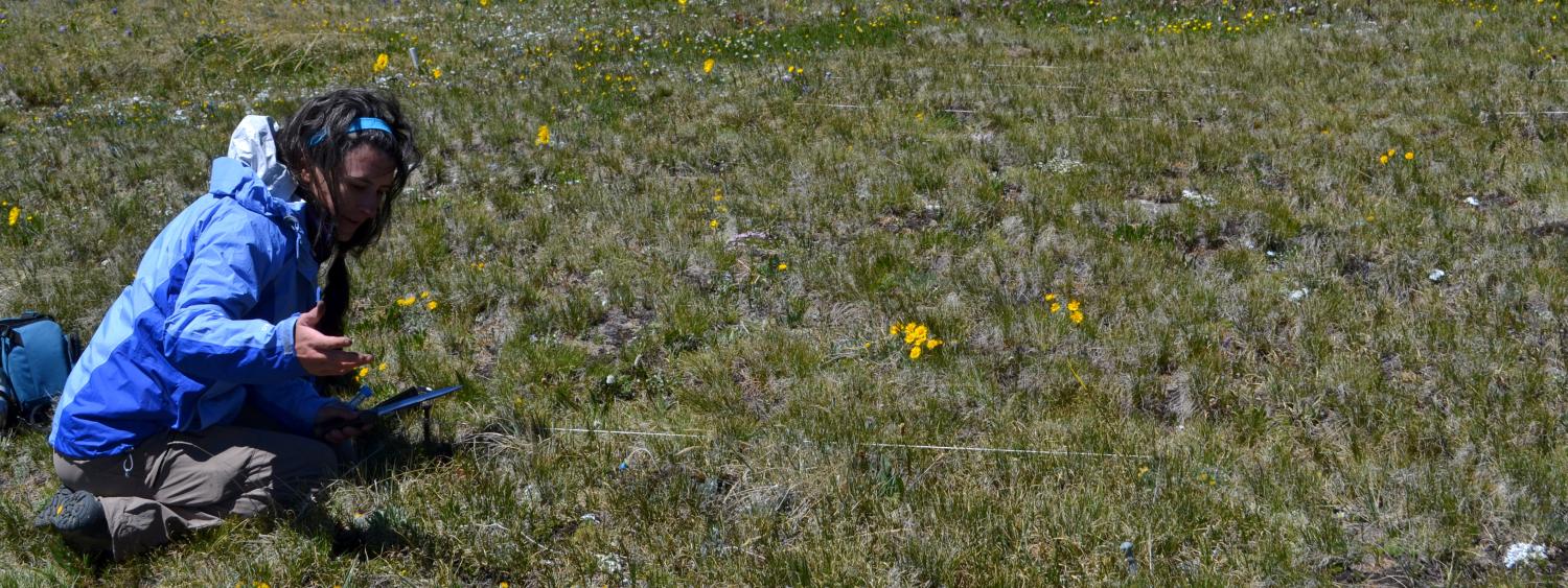 Stefanie sampling soil up on Niwot Ridge against a backdrop of spring wildflowers and mountain views