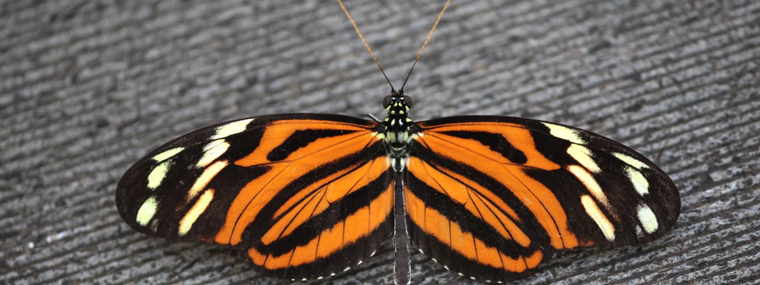 butterfly with spread wings. photo credit - Jeffery Mitton