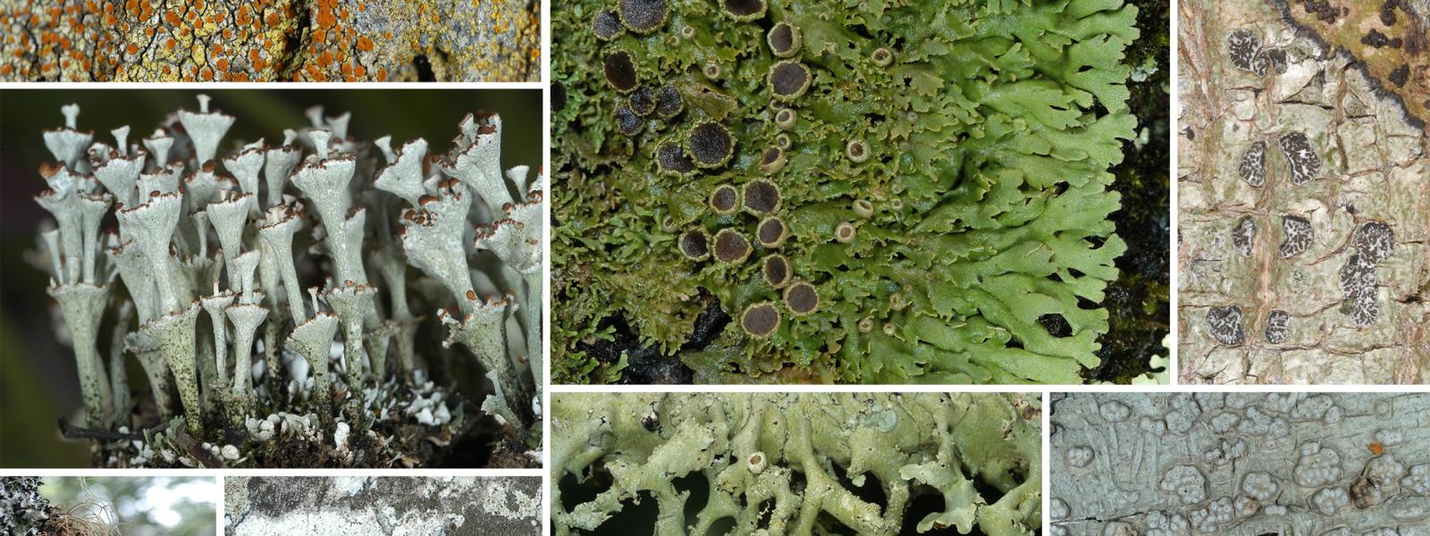 several plates of lichen showcasing its diversity