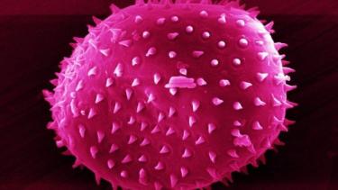 Photo of pink microscopic organism.
