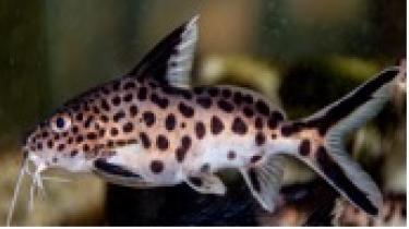 The Cuckoo Catfish – an obligate brood parasite from Lake Tanganyika.