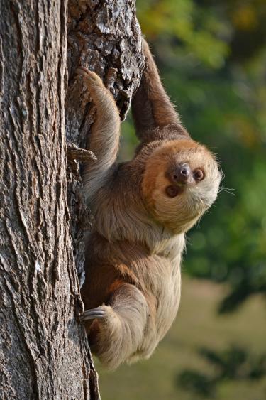 Photo of a curious looking sloth.