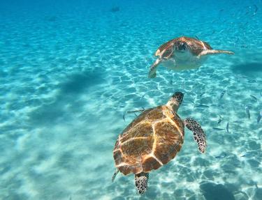 turtles