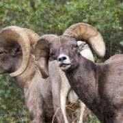 Bighorn sheep in clear creek canyon, photo by Jeff Mitton
