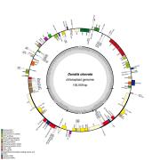 Genome Model