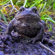 Adult Boreal Toad