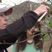 sudding examining an apple tree