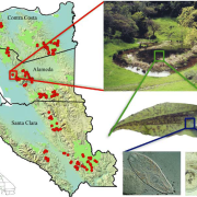 Map of the Bay Area zooming in to show parasites within a tadpole within a pond.