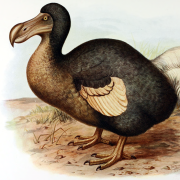 Dodo bird - public domain: https://en.wikipedia.org/wiki/File:Frohawk_Dodo.png