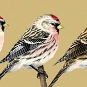 At the top of the page: The redpoll species previously recognized as Hoary (left), Common (center) and Lesser (right) are a single species (Drawings by Liz Clayton-Fuller).