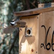 The fact that the parasite has infected non-migratory chickadees is concerning because it's “a sign that it is already spreading,” Theodosopoulos says. A migratory bird can be infected anywhere along its journey, but the chickadees had to have contracted the disease locally. Until now, the only recorded North American birds with SGS1 were captive birds in New York and one wild, migratory tree swallow in Canada. Theodosopoulos speculates mosquitoes may have spread the disease from infected birds in zoos, whi