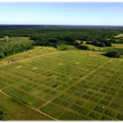 Field containing different-colored patches of vegetation.