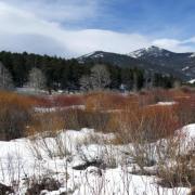 Ruddy willows in a snow field welcome the oncoming spring.