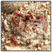 harvester ants close up photo