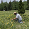Researcher in a meadow