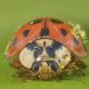 Laboulbeniales parasitic fungi growing on a Harmonia axyridis, or Asian ladybug. (Photo: Gilles San Martin) 