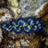 giant clam