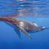 humpback whale