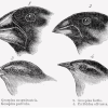 Darwin finshes