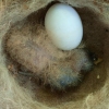 Egg and chick that looks like a caterpillar