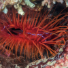 Disco clams