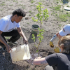 college student plants an apple tree