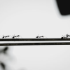 ants