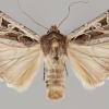Miller moth