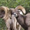 Bighorn sheep in clear creek canyon, photo by Jeff Mitton