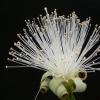 Flowering plant aginst a solid background from the greenhouse