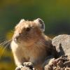 pika standing alert, background blurred 