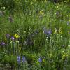 Alpine meadow on Niwot Ridge, CO - Photo Credit: William D. Bowman