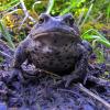 Adult Boreal Toad
