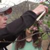 sudding examining an apple tree