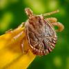parasite on a flower stigma 